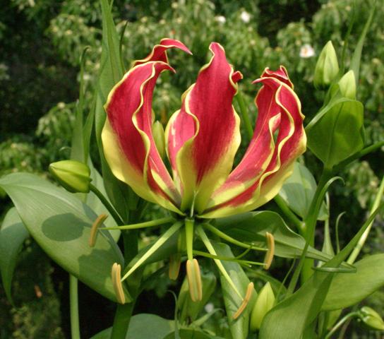 Gloriosa Superba